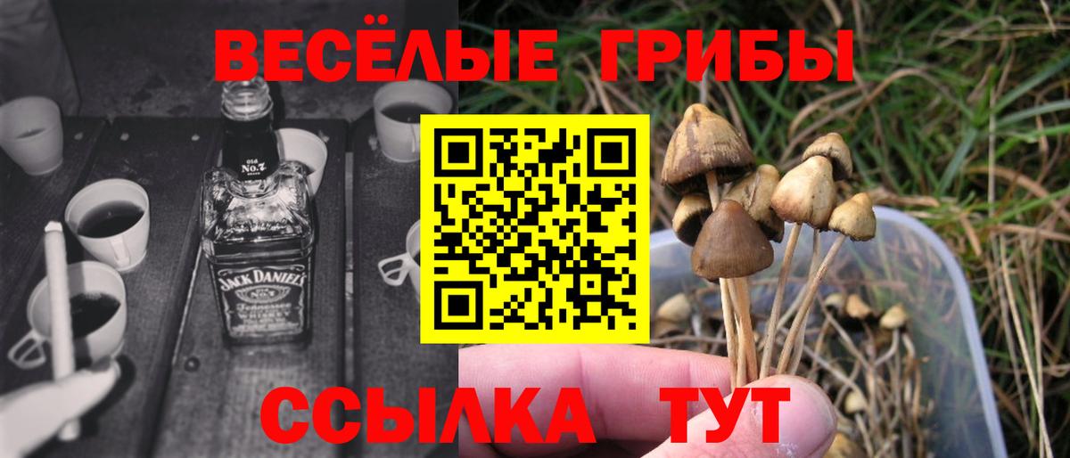 Волжский  даркнет сайт  Вход с VPN  Псилоцибиновые грибы MAGIC MUSHROOMS 